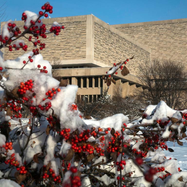 The Wells Library as seen from behind a bush with red berries, covered in snow.